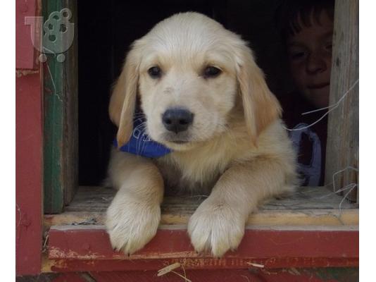 PoulaTo:  χρυσό Retriever κουτάβι